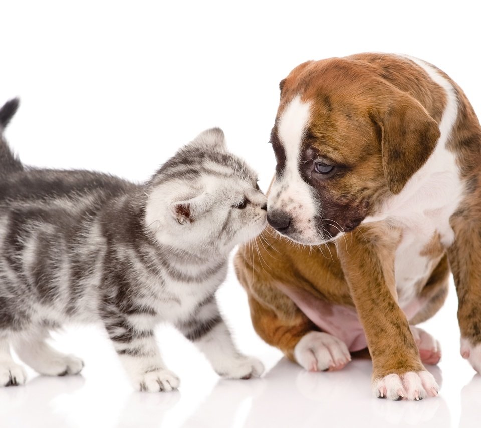 Обои кот, котенок, щенок, щенка, котёнка, cобака, cat, kitty, puppy, kitten, dog разрешение 3000x1948 Загрузить