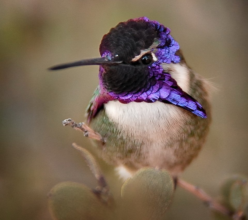 Обои птица, клюв, колибри, оперение, крупным планом, калипта коста, calypte costae, bird, beak, hummingbird, tail, closeup, calypte costa разрешение 1920x1342 Загрузить