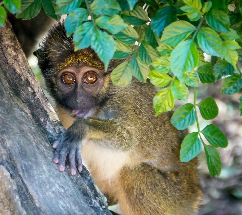 Обои дерево, листья, взгляд, обезьяна, примат, мартышка, tree, leaves, look, monkey, the primacy of разрешение 3000x1687 Загрузить