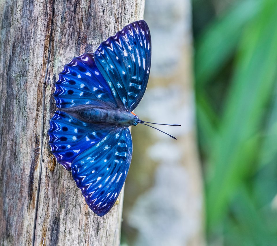 Обои природа, дерево, макро, насекомое, бабочка, синяя, dichorragia nesimachus, nature, tree, macro, insect, butterfly, blue разрешение 2048x1365 Загрузить