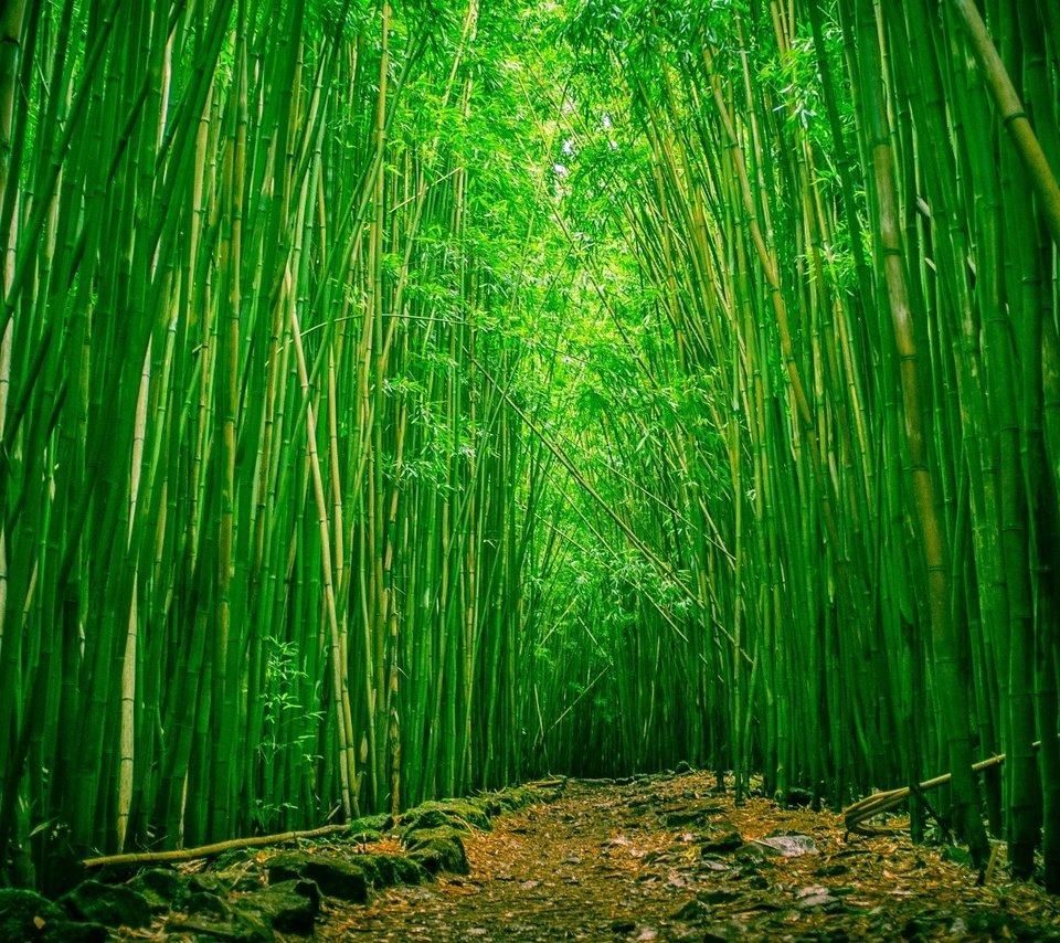 Обои природа, бамбук, бамбуковый лес, nature, bamboo, bamboo forest разрешение 1920x1080 Загрузить