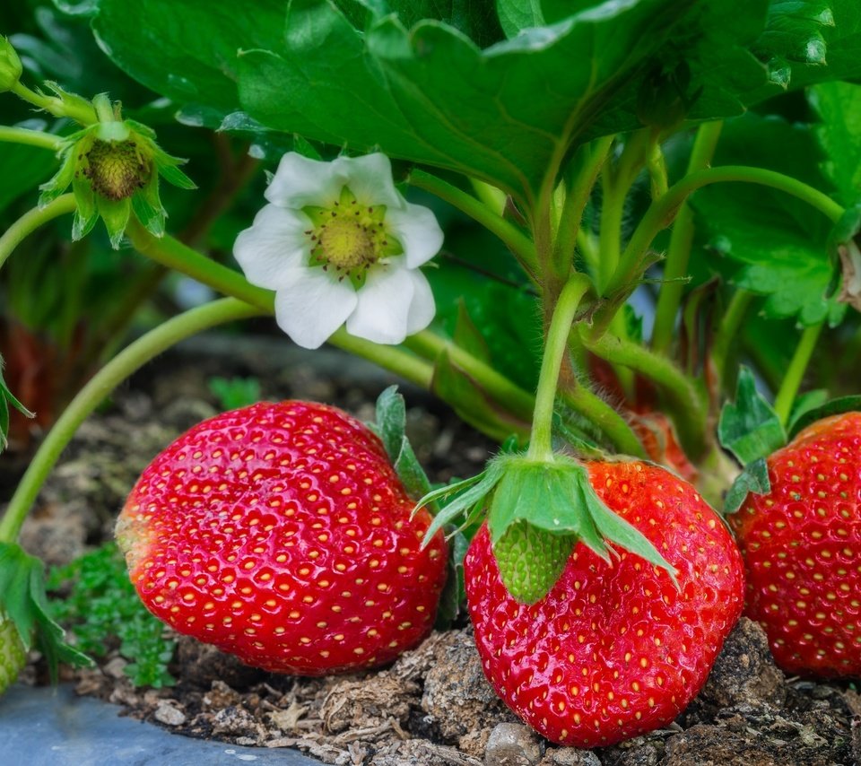 Обои листья, макро, клубника, ягоды, куст, leaves, macro, strawberry, berries, bush разрешение 2048x1365 Загрузить