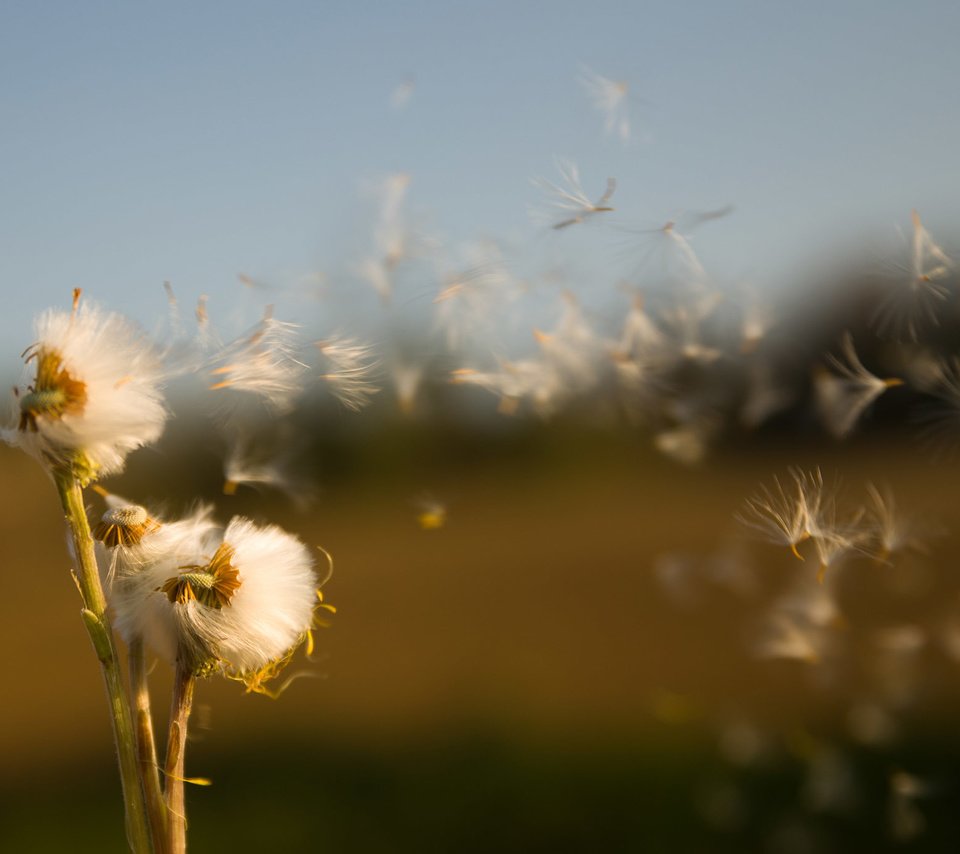 Обои поле, семена, растение, пух, былинки, life is a breath, oсот, field, seeds, plant, fluff, blade, sow thistle разрешение 2048x1375 Загрузить