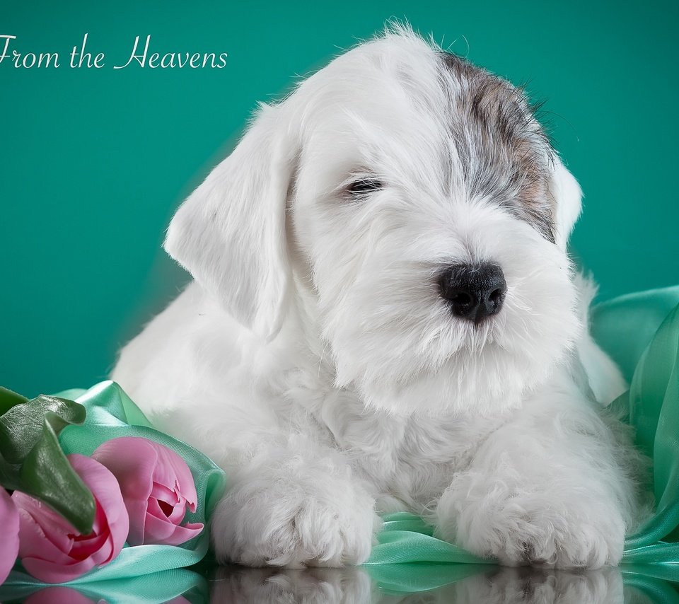 Обои щенок, тюльпаны, силихем-терьер, puppy, tulips, the sealyham terrier разрешение 3000x1841 Загрузить
