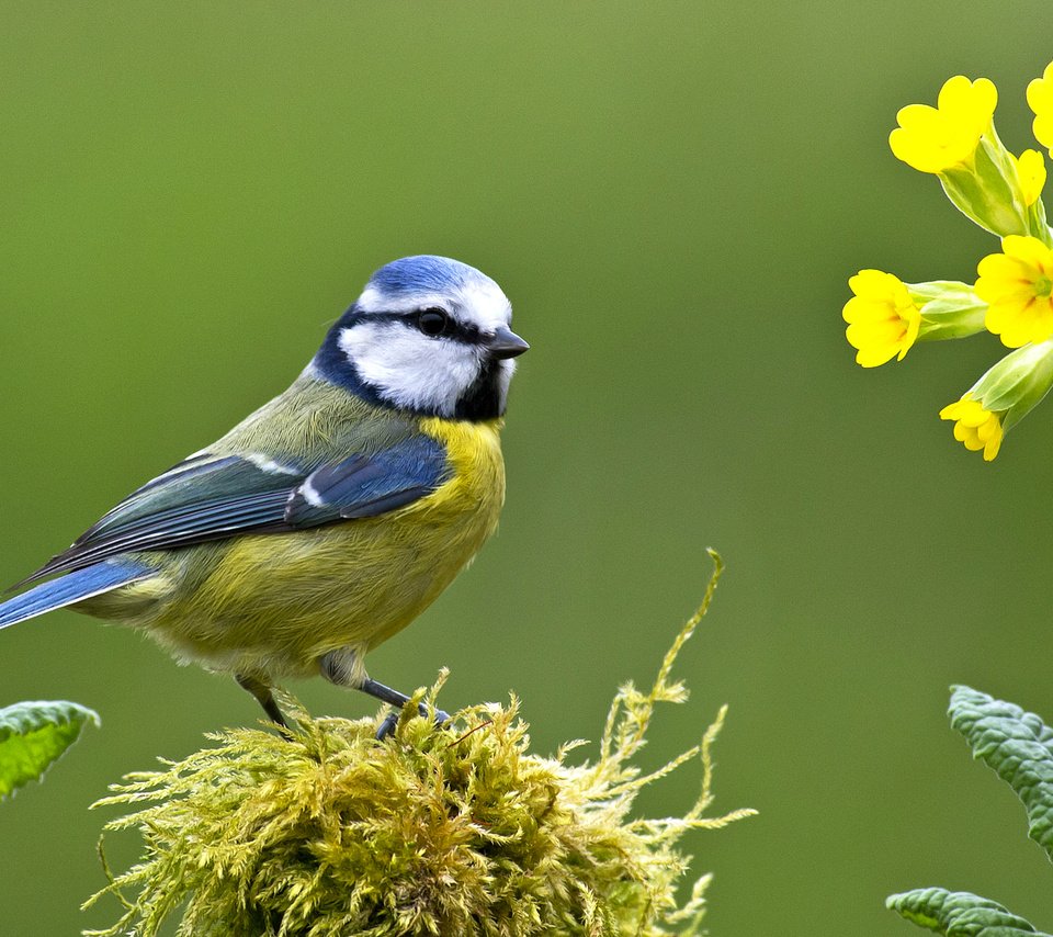 Обои цветы, птица, клюв, мох, перья, первоцвет, синица, лазоревка, flowers, bird, beak, moss, feathers, primrose, tit, blue tit разрешение 2043x1150 Загрузить