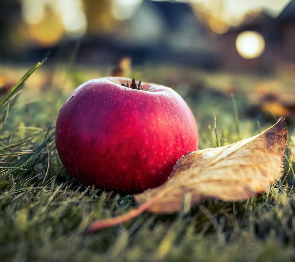 Обои фон, фрукты, лист, яблоко, background, fruit, sheet, apple разрешение 1920x1280 Загрузить