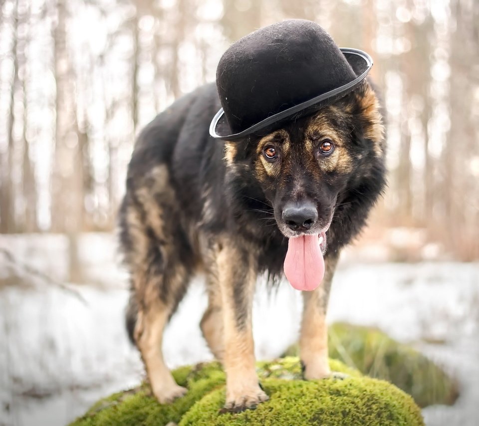 Обои взгляд, собака, друг, шляпа, овчарка, look, dog, each, hat, shepherd разрешение 2560x1618 Загрузить