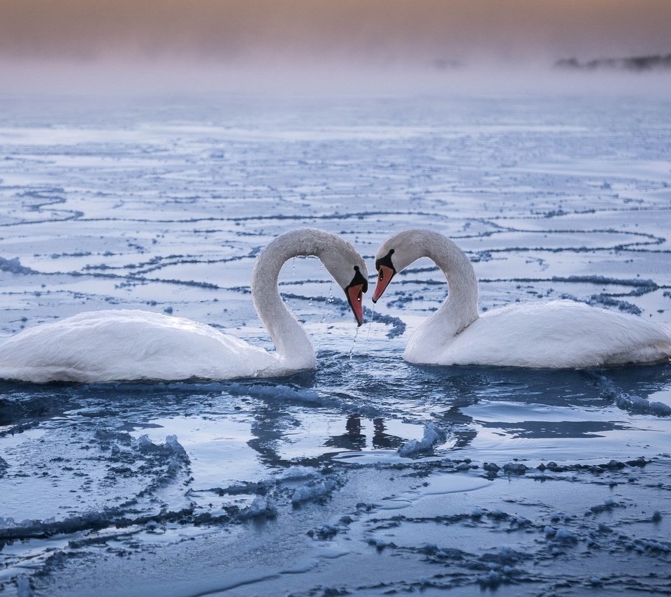 Обои пара, лебеди, верность, pair, swans, loyalty разрешение 1920x1200 Загрузить
