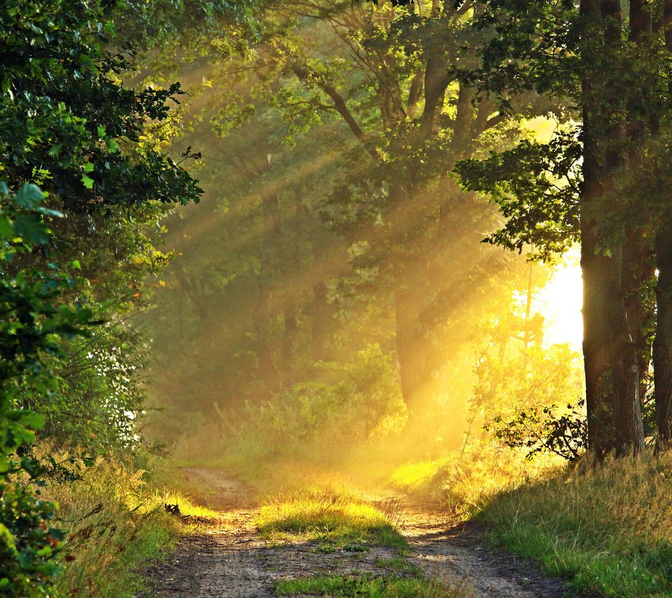 Обои дорога, природа, лес, солнечные лучи, road, nature, forest, the sun's rays разрешение 3840x2400 Загрузить