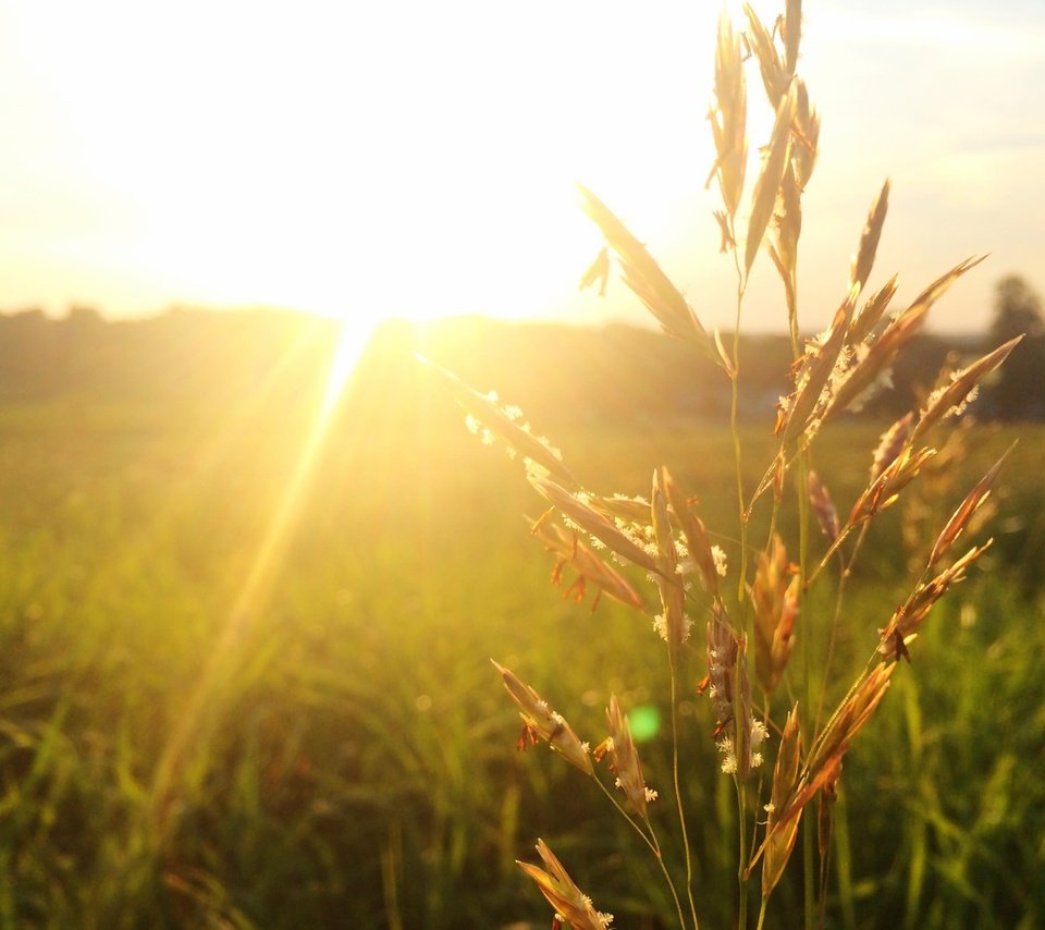 Обои трава, солнце, поле, колоски, солнечный свет, grass, the sun, field, spikelets, sunlight разрешение 2880x1800 Загрузить