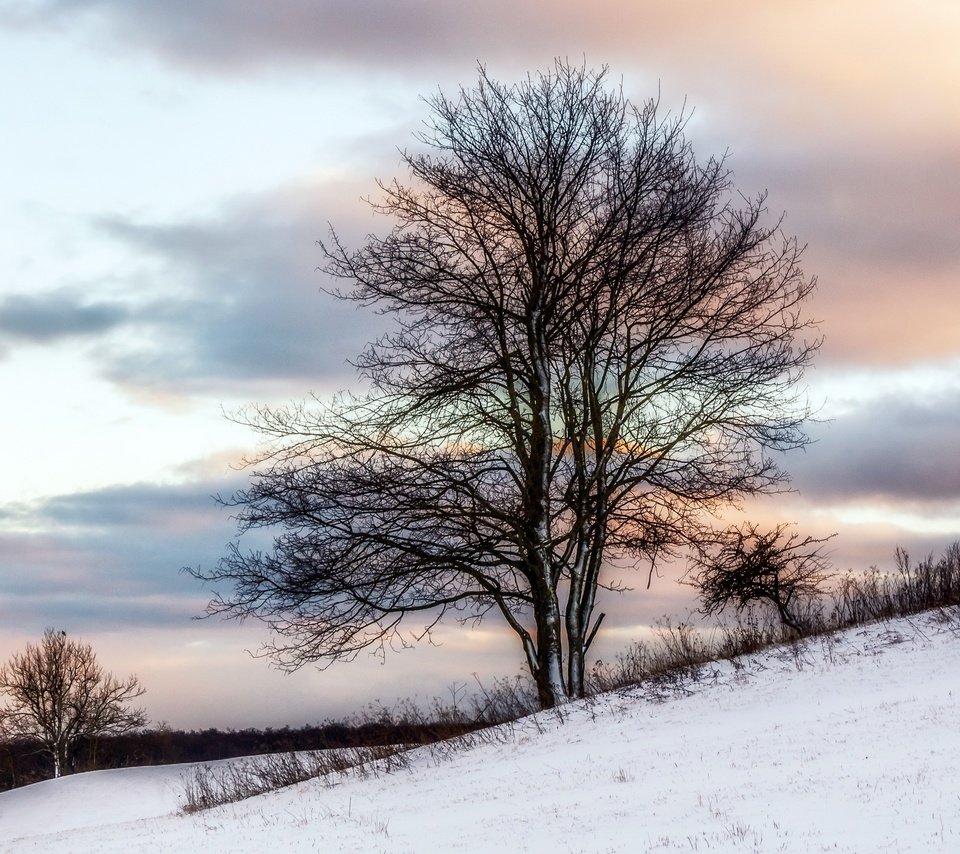 Обои снег, дерево, зима, snow, tree, winter разрешение 2560x1560 Загрузить