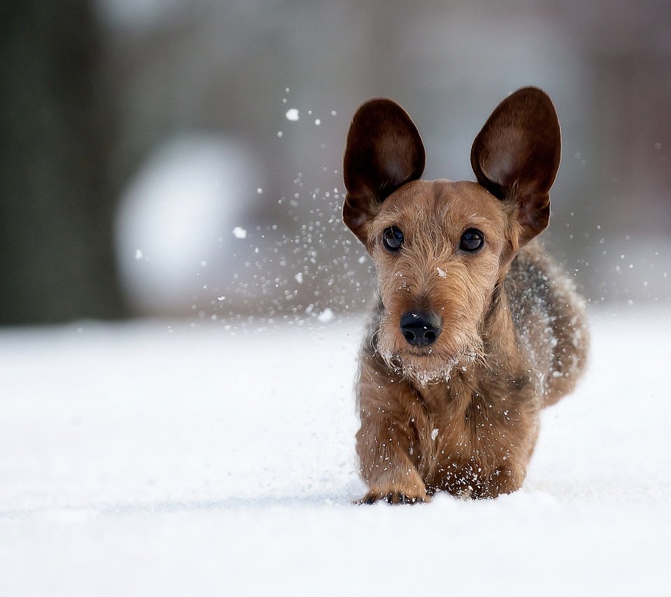 Обои снег, зима, мордочка, взгляд, собака, прогулка, уши, snow, winter, muzzle, look, dog, walk, ears разрешение 2048x1366 Загрузить