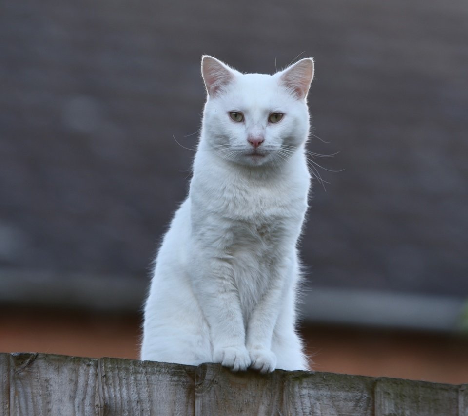 Обои кот, мордочка, взгляд, забор, белый, cat, muzzle, look, the fence, white разрешение 3549x2369 Загрузить