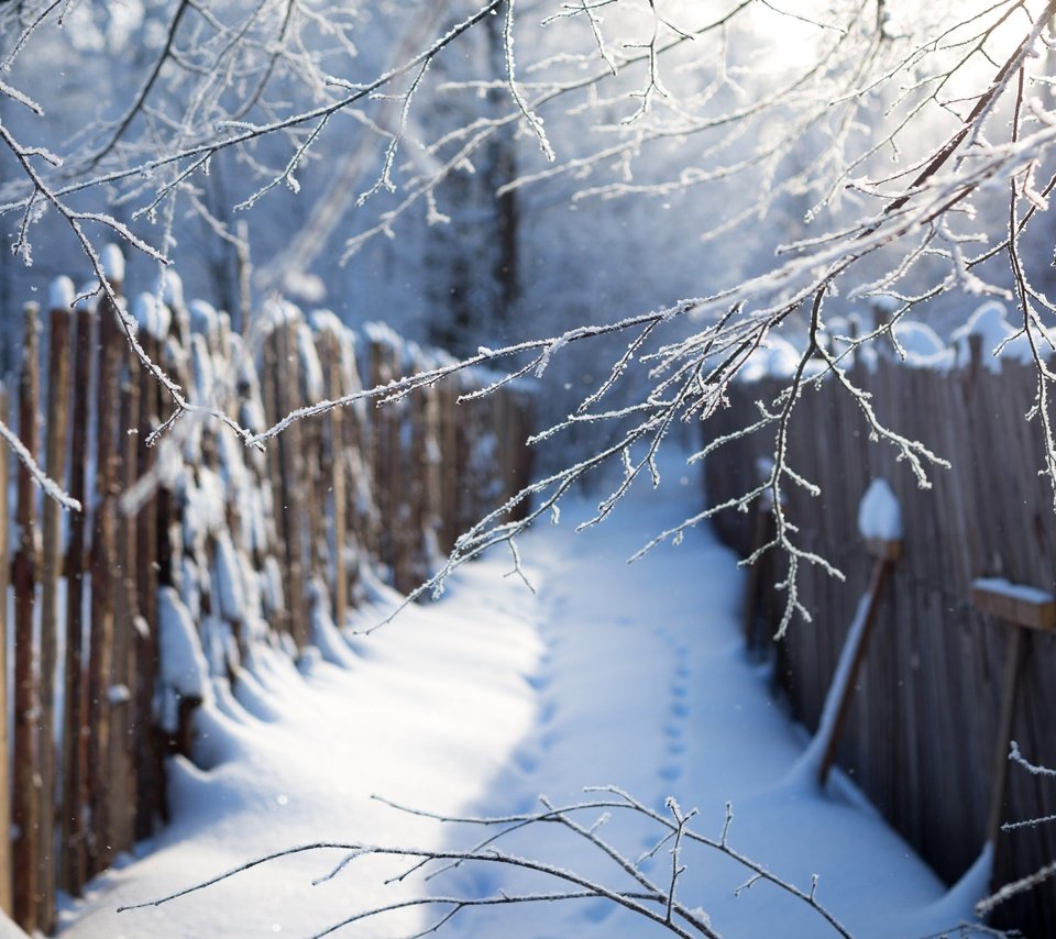 Обои ветка, снег, зима, синий, забор, следы, сугробы, branch, snow, winter, blue, the fence, traces, the snow разрешение 5472x3648 Загрузить