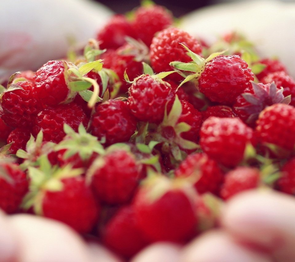 Обои ягода, клубника, руки, ладони, berry, strawberry, hands, palm разрешение 1920x1080 Загрузить