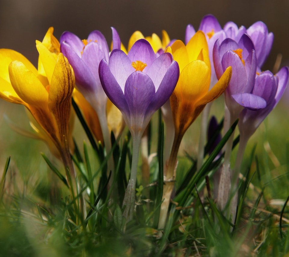 Обои цветы, весна, крокусы, боке, шафран, flowers, spring, crocuses, bokeh, saffron разрешение 2048x1349 Загрузить