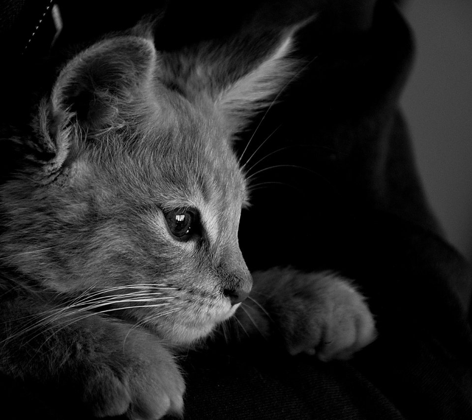 Обои кот, кошка, чёрно-белое, серый, монохромный, cat, black and white, grey, monochrome разрешение 6000x4000 Загрузить