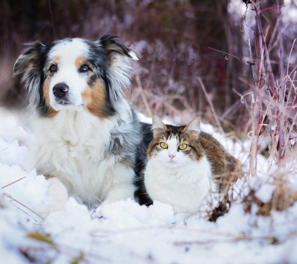 Обои снег, зима, кошка, собака, австралийская овчарка, snow, winter, cat, dog, australian shepherd разрешение 2048x1365 Загрузить