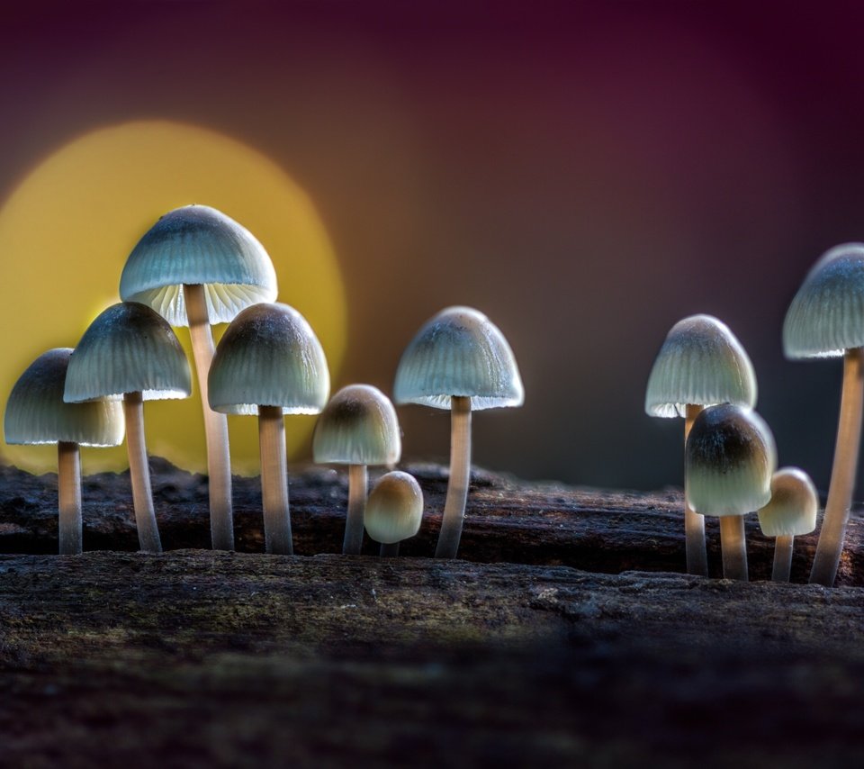 Обои солнце, природа, макро, грибы, бревно, поганки, sophiaspurgin, the sun, nature, macro, mushrooms, log, toadstool разрешение 3000x2000 Загрузить