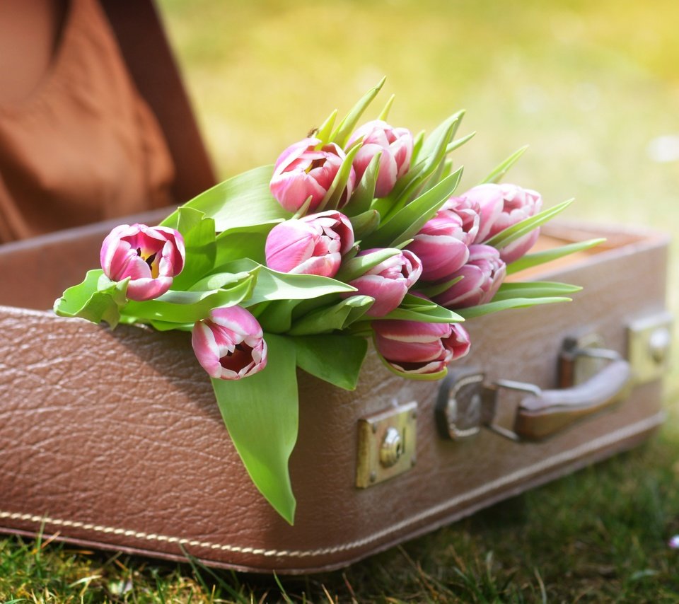 Обои цветы, трава, природа, тюльпаны, чемодан, flowers, grass, nature, tulips, suitcase разрешение 4496x3000 Загрузить