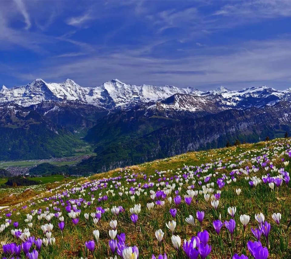 Обои цветы, трава, горы, снег, склон, весна, крокусы, крокус, flowers, grass, mountains, snow, slope, spring, crocuses, krokus разрешение 1920x1080 Загрузить