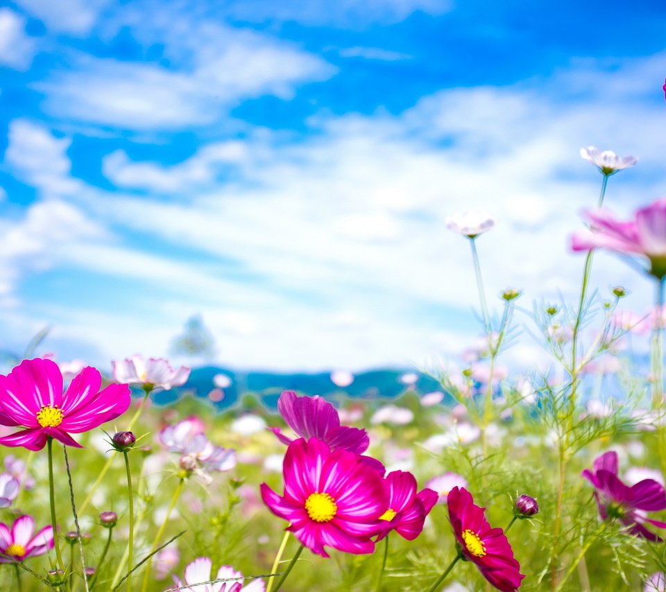 Обои небо, цветы, облака, макро, лето, луг, космея, the sky, flowers, clouds, macro, summer, meadow, kosmeya разрешение 2560x1600 Загрузить