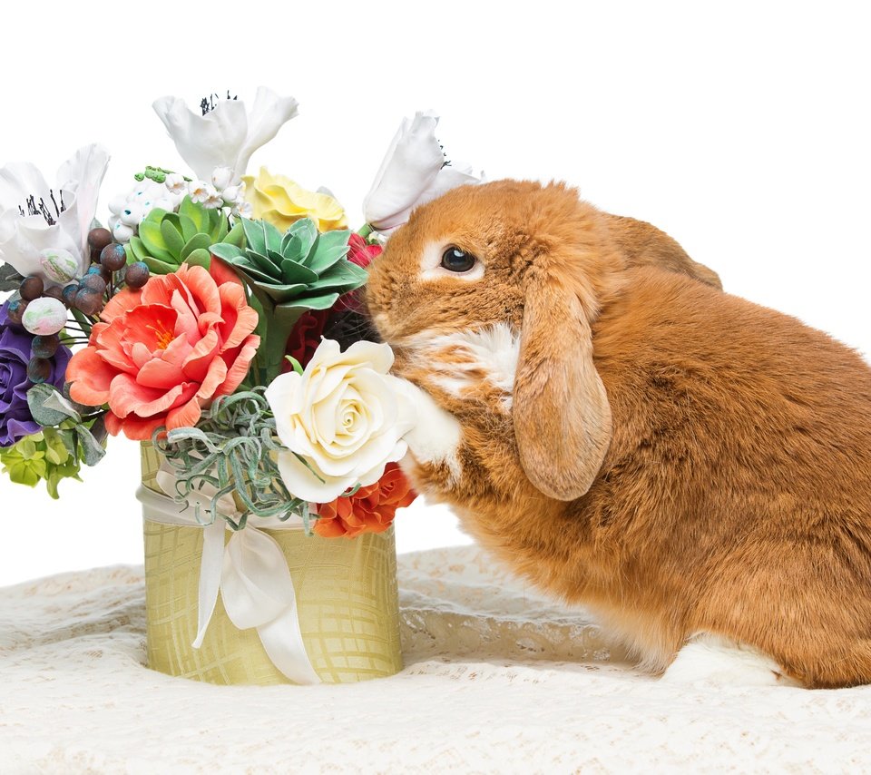 Обои цветы, зайка, кролик, пасха,  цветы, глазунья, декорация, весенние, зеленые пасхальные, довольная, flowers, bunny, rabbit, easter, eggs, decoration, spring, happy разрешение 4763x3176 Загрузить
