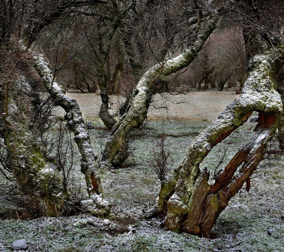 Обои деревья, снег, ветки, trees, snow, branches разрешение 2800x1719 Загрузить