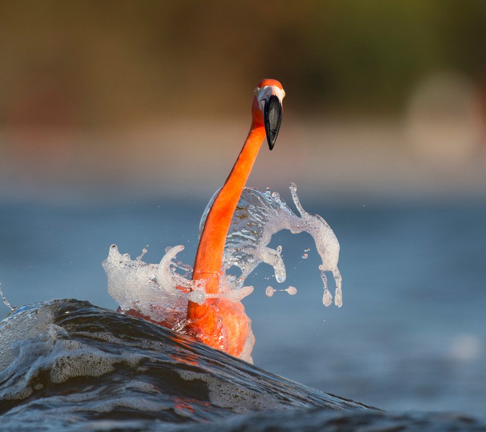 Обои вода, море, фламинго, размытость, птица, животное, шея, ray hennessy, water, sea, flamingo, blur, bird, animal, neck разрешение 3009x2003 Загрузить