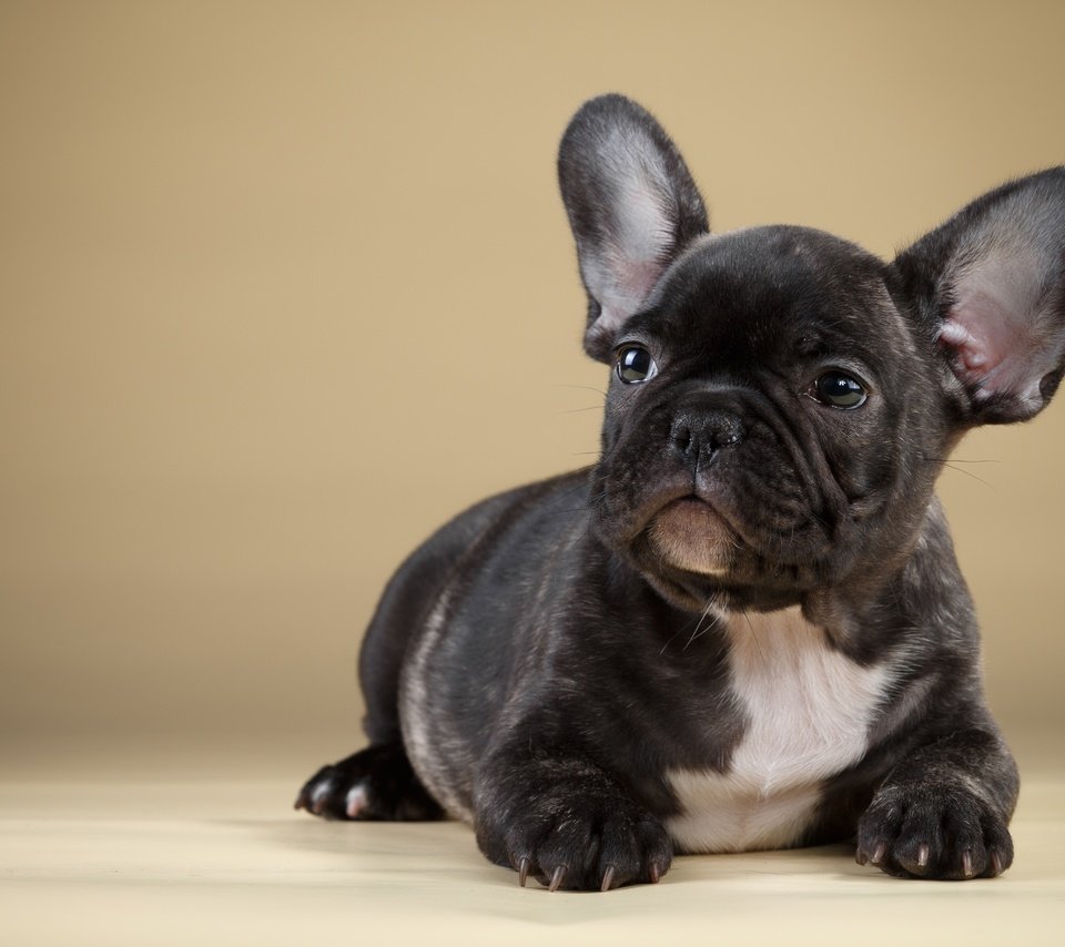 Обои черный, щенок, французский бульдог, black, puppy, french bulldog разрешение 3600x2253 Загрузить