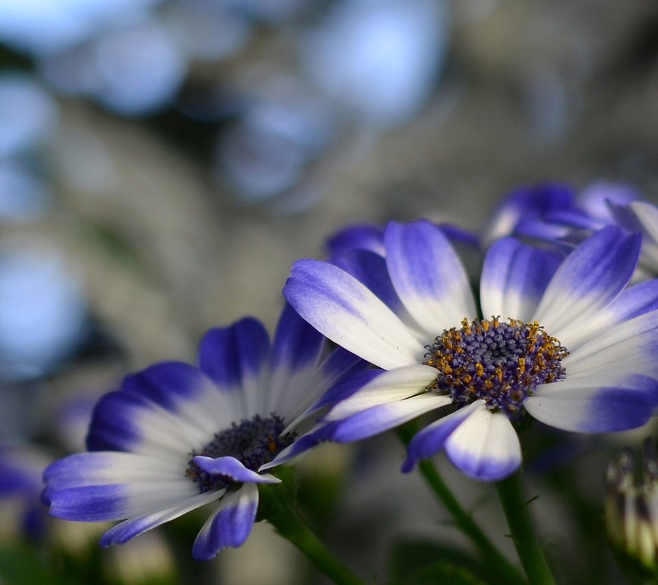 Обои цветы, природа, лепестки, растение, цинерария, flowers, nature, petals, plant, cineraria разрешение 2048x1356 Загрузить