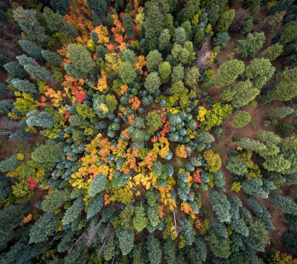Обои деревья, природа, лес, осень, trees, nature, forest, autumn разрешение 2048x1535 Загрузить