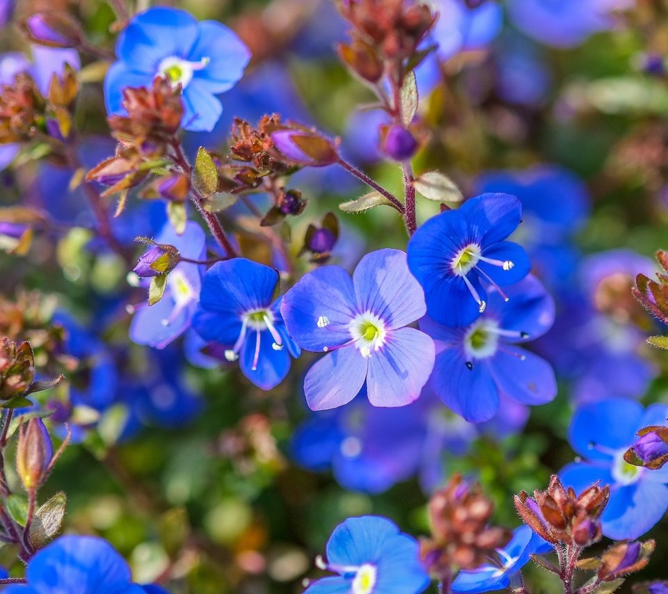 Обои цветы, макро, незабудки, синие, немофила, jazzmatica, немофилы, flowers, macro, forget-me-nots, blue, nemophila разрешение 2048x1155 Загрузить