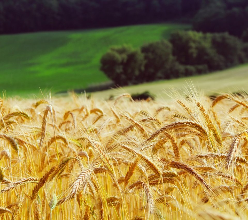 Обои трава, лес, поле, луг, колосья, пшеница, желтые, grass, forest, field, meadow, ears, wheat, yellow разрешение 2200x1467 Загрузить