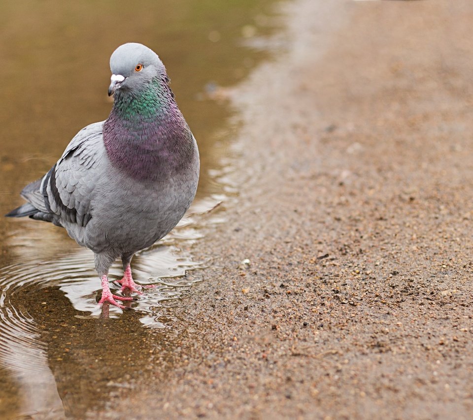 Обои вода, природа, птица, голубь, лужа, water, nature, bird, dove, puddle разрешение 5184x3456 Загрузить