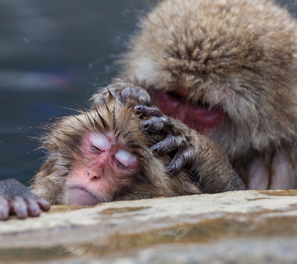 Обои забота, обезьяна, обезьяны, японские макаки, care, monkey, japanese macaque разрешение 2048x1365 Загрузить