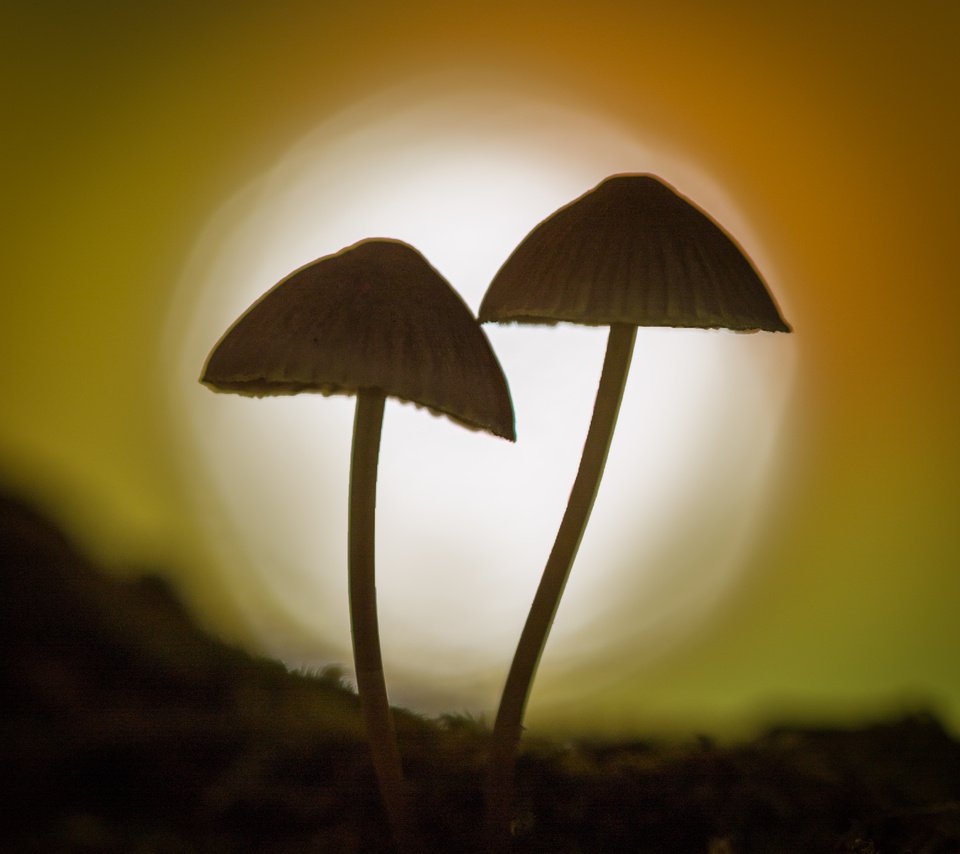 Обои природа, фон, грибы, гриб, силуэт, боке, sophiaspurgin, nature, background, mushrooms, mushroom, silhouette, bokeh разрешение 3134x3134 Загрузить