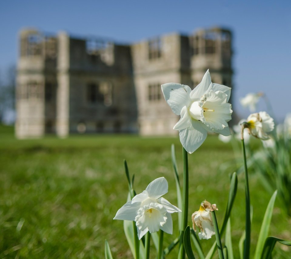 Обои цветы, здание, белые, нарциссы, flowers, the building, white, daffodils разрешение 3674x2780 Загрузить