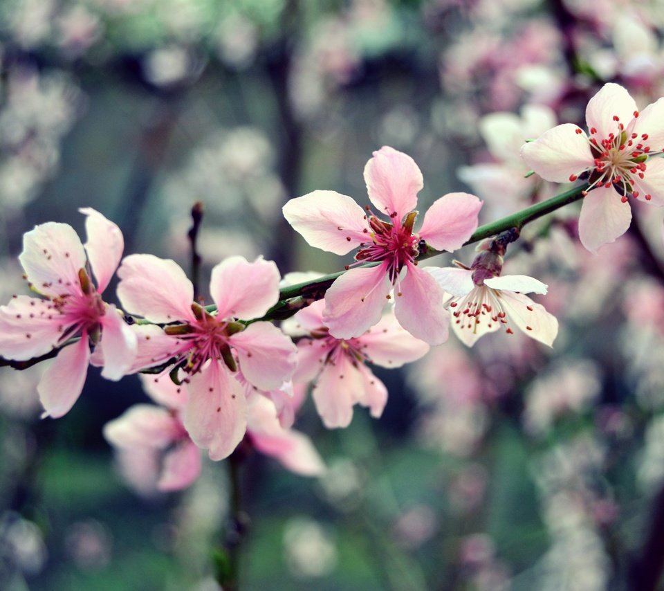 Обои цветы, ветка, дерево, цветение, макро, весна, розовый, вишня, flowers, branch, tree, flowering, macro, spring, pink, cherry разрешение 2449x1632 Загрузить