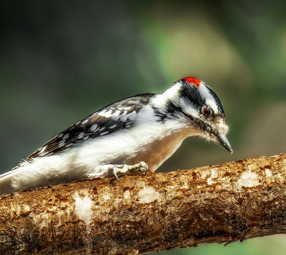 Обои природа, фон, птица, клюв, перья, дятел, nature, background, bird, beak, feathers, woodpecker разрешение 2563x1709 Загрузить