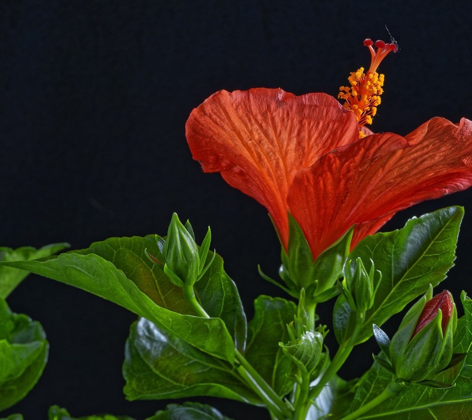 Обои листья, макро, цветок, красный, черный фон, гибискус, leaves, macro, flower, red, black background, hibiscus разрешение 2048x1367 Загрузить