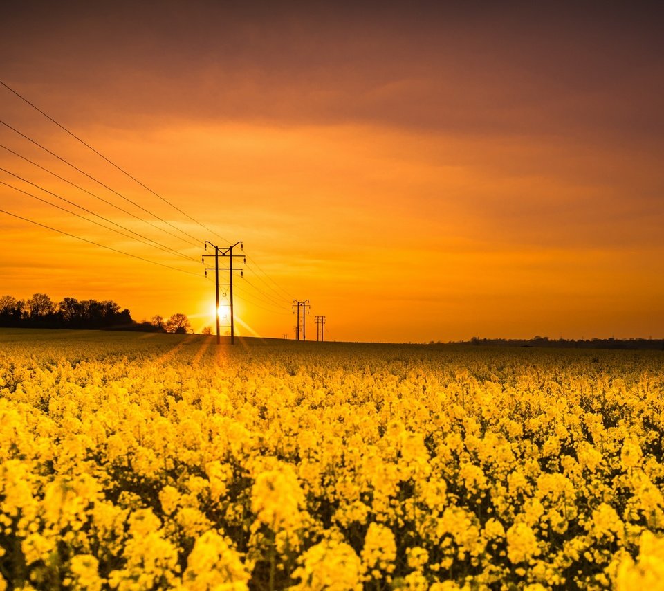 Обои цветы, солнце, природа, закат, поле, лэп, рапс, flowers, the sun, nature, sunset, field, power lines, rape разрешение 2626x1440 Загрузить