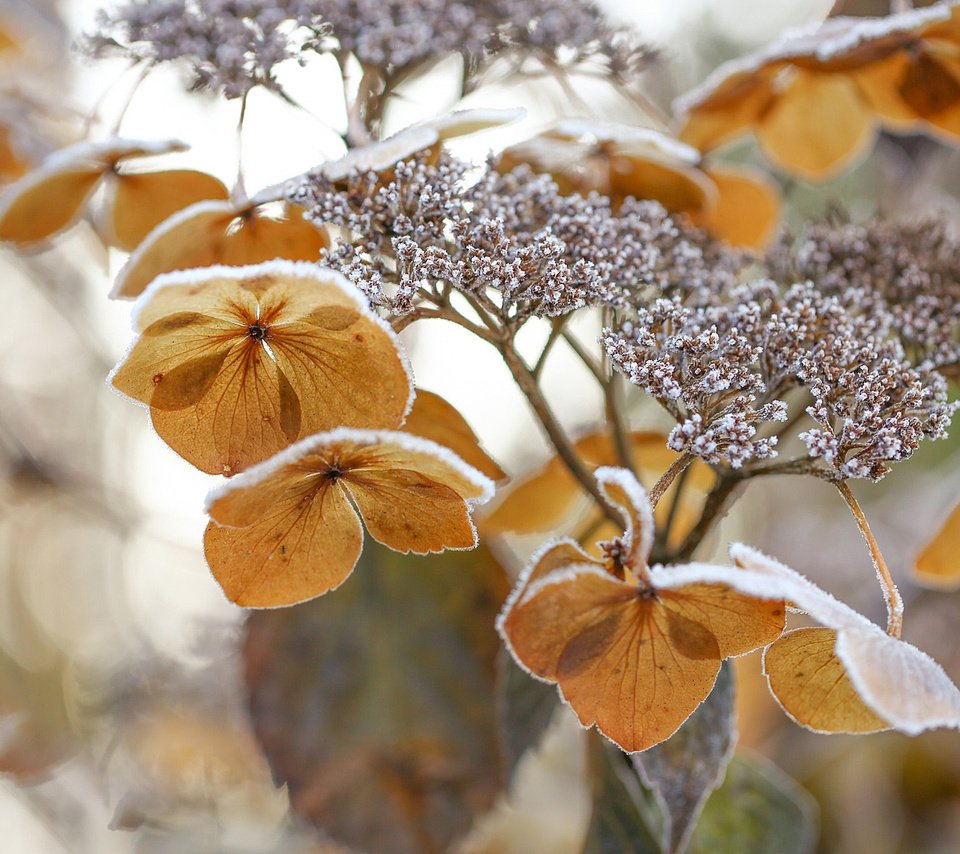 Обои цветы, природа, зима, макро, цветок, мороз, гортензия, flowers, nature, winter, macro, flower, frost, hydrangea разрешение 2048x1366 Загрузить