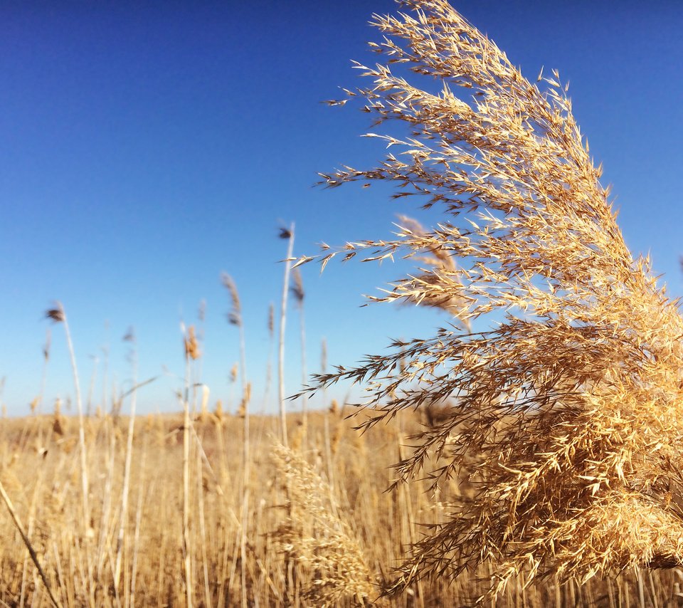 Обои небо, трава, пейзаж, поле, колоски, the sky, grass, landscape, field, spikelets разрешение 2550x1600 Загрузить