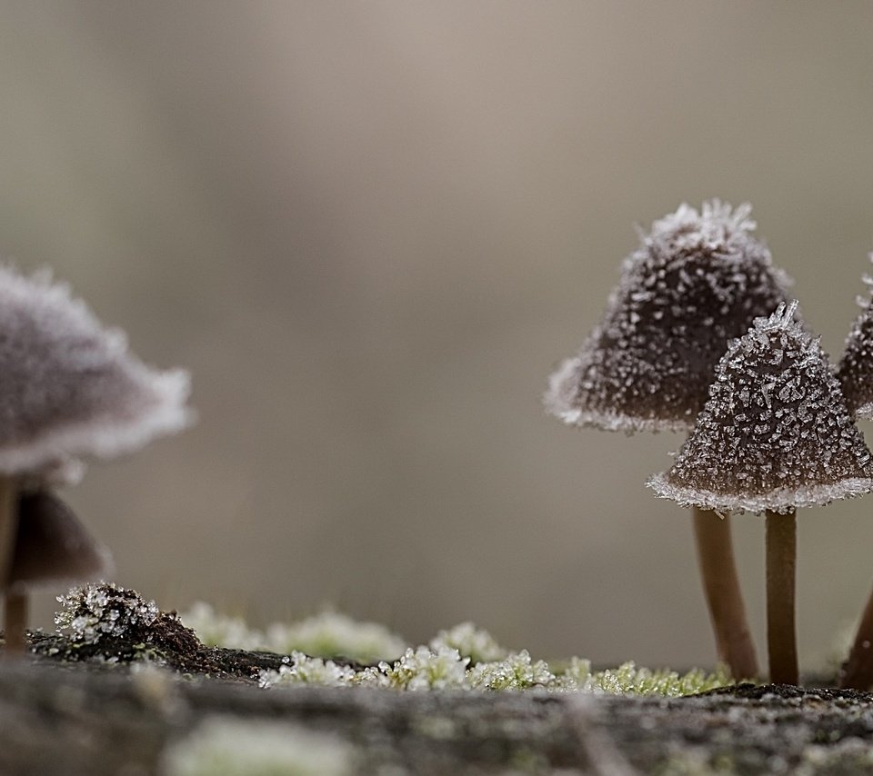 Обои природа, макро, иней, грибы, шляпки, nature, macro, frost, mushrooms, hats разрешение 2560x1440 Загрузить