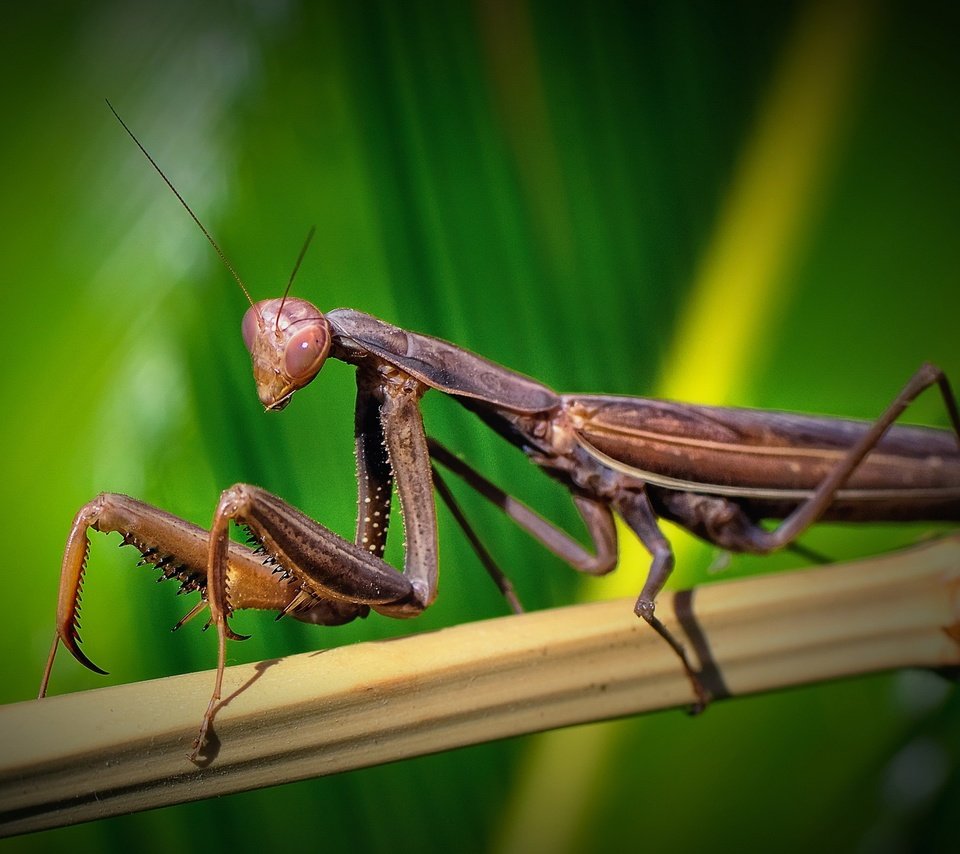 Обои зелень, макро, насекомое, бамбук, богомол, greens, macro, insect, bamboo, mantis разрешение 2560x1600 Загрузить