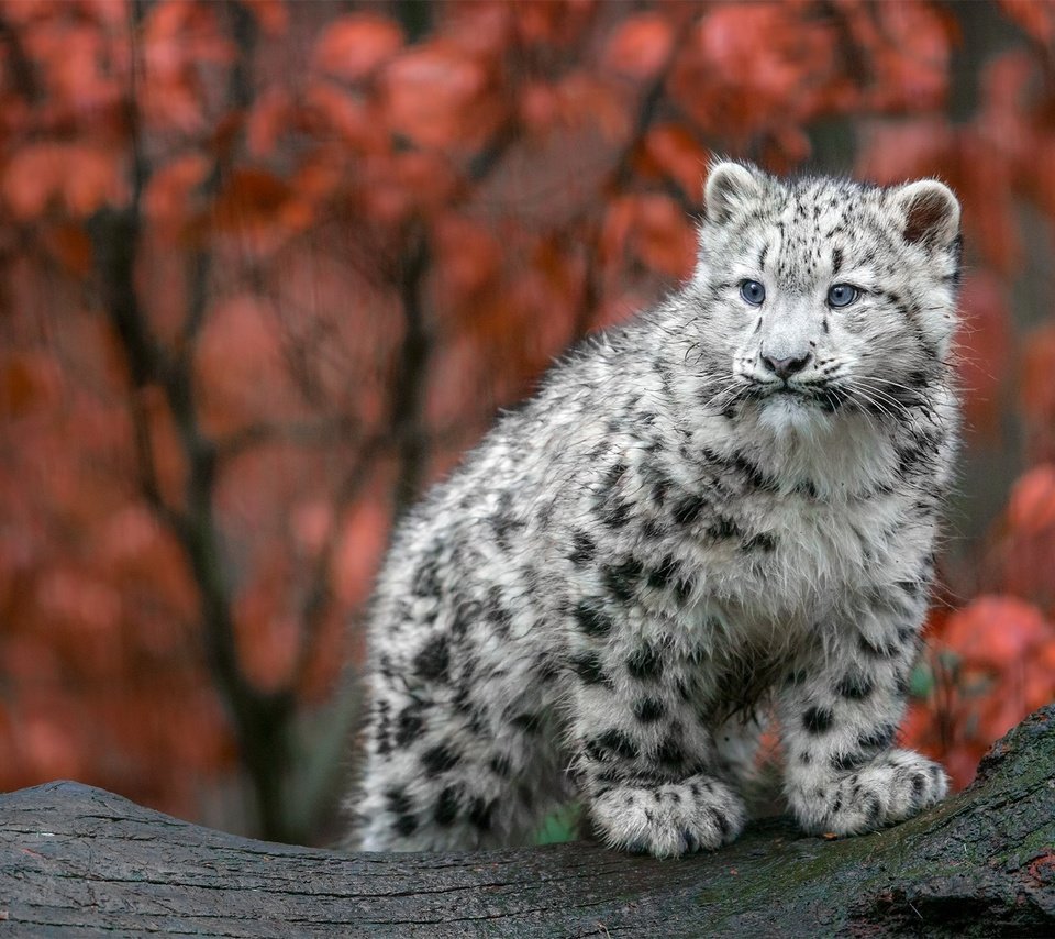 Обои осень, хищник, большая кошка, снежный барс, ирбис, детеныш, autumn, predator, big cat, snow leopard, irbis, cub разрешение 2048x1152 Загрузить