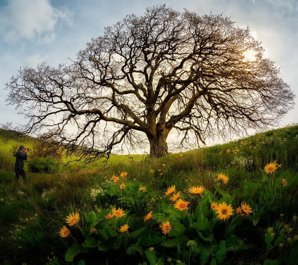 Обои небо, цветы, дерево, человек, the sky, flowers, tree, people разрешение 1920x1282 Загрузить