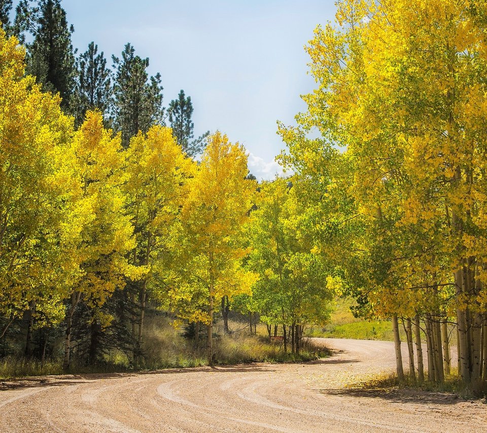 Обои дорога, деревья, лес, осень, сша, колорадо, осина, аспен, road, trees, forest, autumn, usa, colorado, aspen разрешение 3432x1600 Загрузить