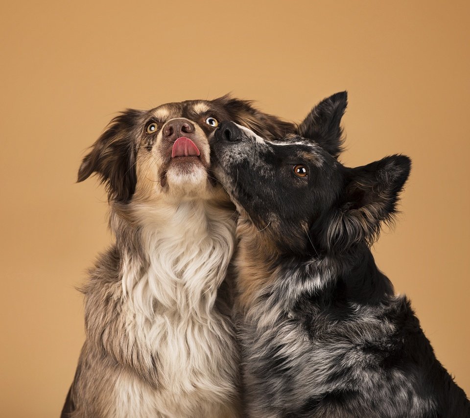 Обои фон, друзья, собаки, бордер-колли, now kiss, background, friends, dogs, the border collie разрешение 2048x1246 Загрузить